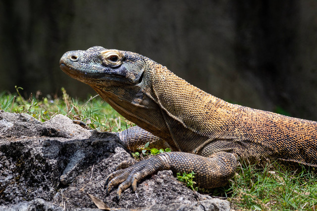 Binatang Reptil Berukuran Besar Bernapas dengan Paru-Paru adalah, Foto Unsplash Joshua J Cotten