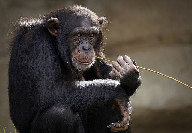 Ilustrasi mimpi dicakar monyet. Foto: Pixabay