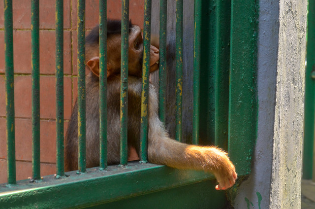 Cara ke Ragunan Naik Kereta dari Bogor, Foto: Unsplash/Dimas Handy.