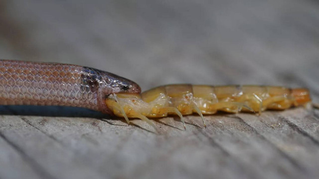 Pengujung taman Key Largo Florida menemukan ular Rim Rock Crown (Tantilla oolitica) tewas coba telan kelabang raksasa. Foto: Drew Martin