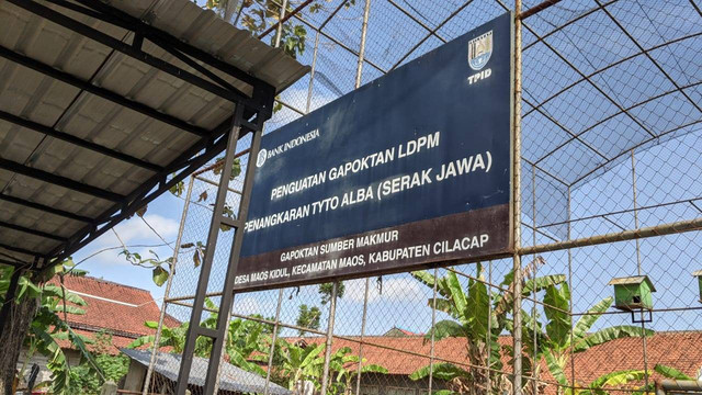 Lokasi penangkaran Serak Jawa alias Burung Hantu milik Gapoktan Sumber Makmur. Foto:Dok. Pribadi