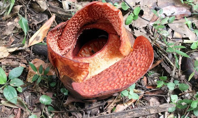 Bunga Rafflesia arnoldi R. Br tumbuh di Kebun Raya Bogor untuk pertama kalinya.  Foto: ANTARA/BRIN