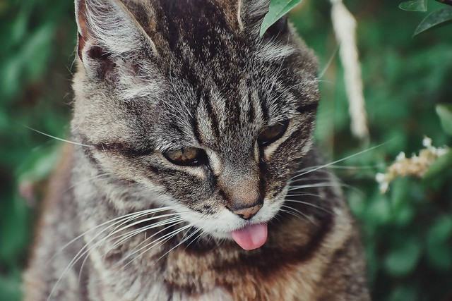 Ilustrasi kucing menjulurkan lidah. Foto: Pixabay