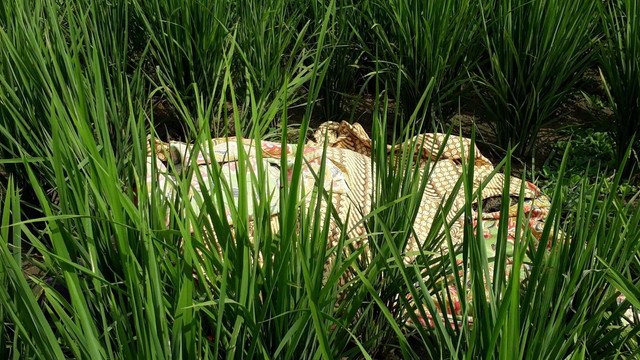 Sesosok mayat perempuan tanpa identitas ditemukan di area persawahan di Kampung Babakan Asem Desa Cibarengkok, Kecamatan Bojongpicung, Kabupaten Cianjur, Jawa Barat, Selasa (20/9).
 Foto: Dok. Istimewa
