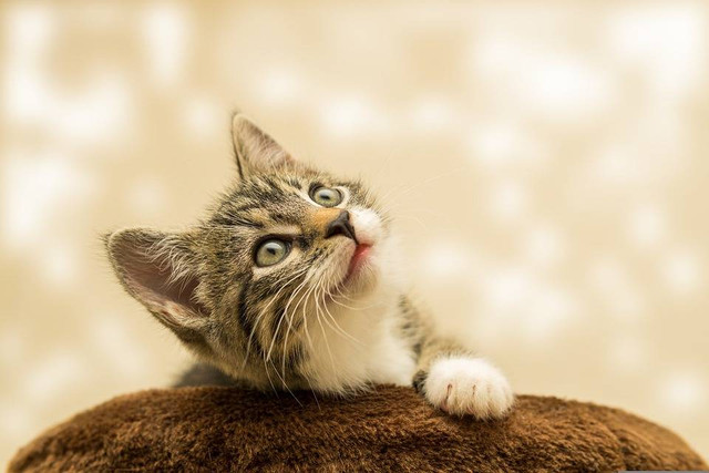 https://pixabay.com/users/guvo59-9285194/ - ciri ciri kucing mau mati