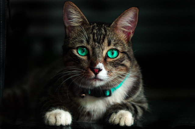 Ilustrasi Ciri-Ciri Kucing Mau Lahiran, Foto Pexels Kelvin Valerio