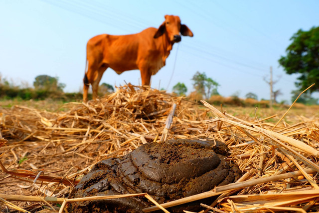 Ilustrasi kotoran sapi. Foto: MR.PRAWET THADTHIAM/Shutterstock