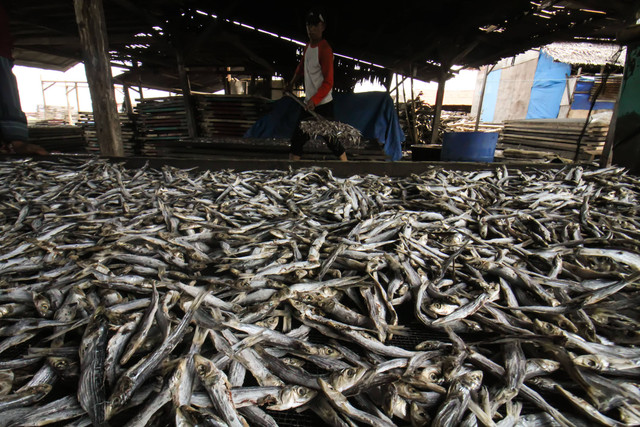 Pekerja menyortir ikan teri kualitas ekspor di sebuah pondok produksi di Desa Pusong Baru, Lhokseumawe, Aceh, Kamis (22/9/2022). Foto: Rahmad/Antara Foto