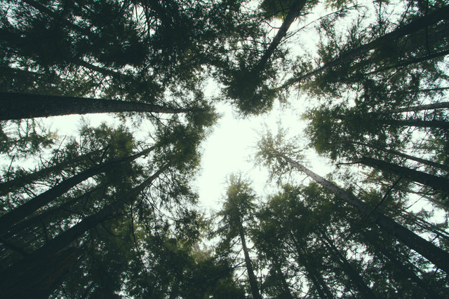 Rute ke Hutan Pinus Rahong di Bandung via Tol/Foto hanya ilustrasi dan bukan tempat aslinya. Sumber: Unsplash/Nathan Dumlao