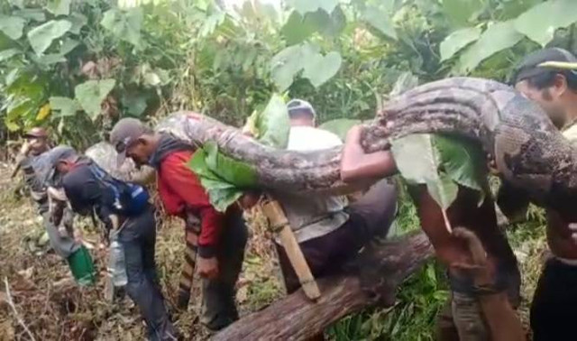 Warga ramai-ramai memikul ular piton 7 meter di Muna Barat. Foto: Ist