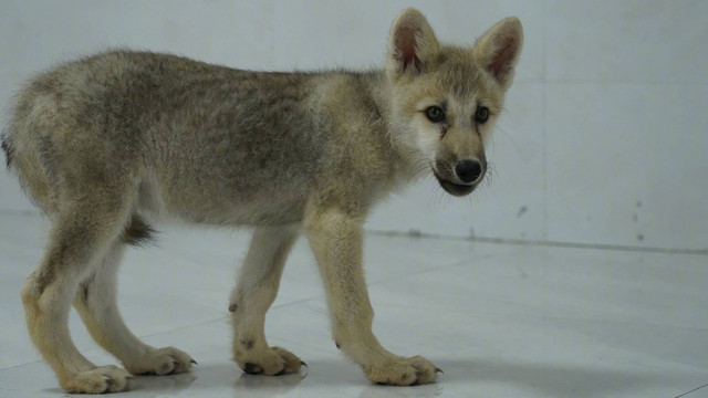 Ini Maya, serigala Arktik hasil kloning yang diklaim berhasil lahir. Foto: China Science/Twitter