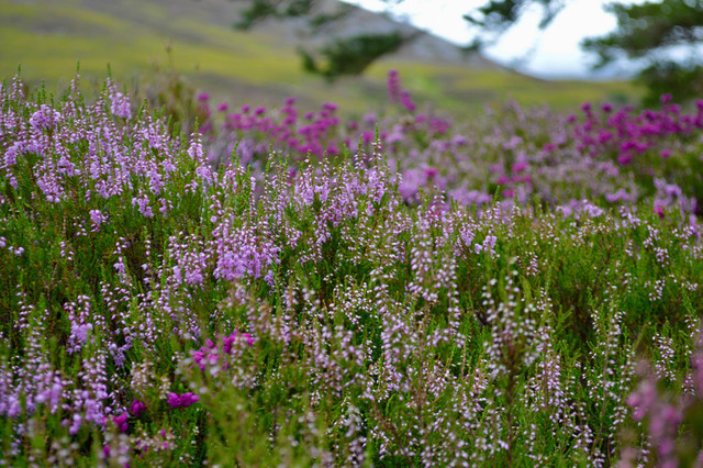 Cairngorms National Park tempat wisata di Skotlandia, foto oleh Ali Elliott di Unsplash