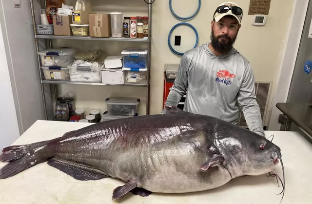 Lele raksasa yang ditangkap oleh seorang nelayan di Tennessee.  Foto: Tennessee Wildlife Resources Agency/Micka Burkhart