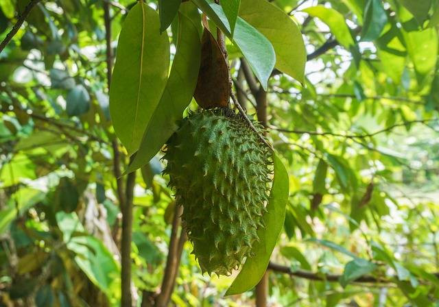 Apa saja manfaat daun sirsak? Foto: Pixabay