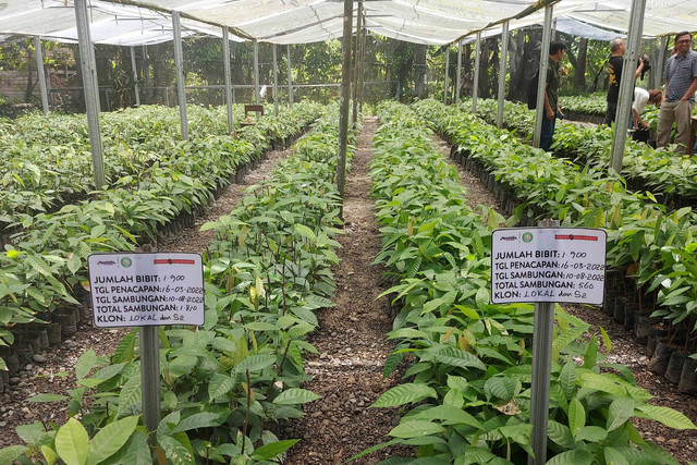 Kebun kakao di Kabupaten Pinrang, Sulawesi Selatan. Foto: Azalia Amadea/Kumparan