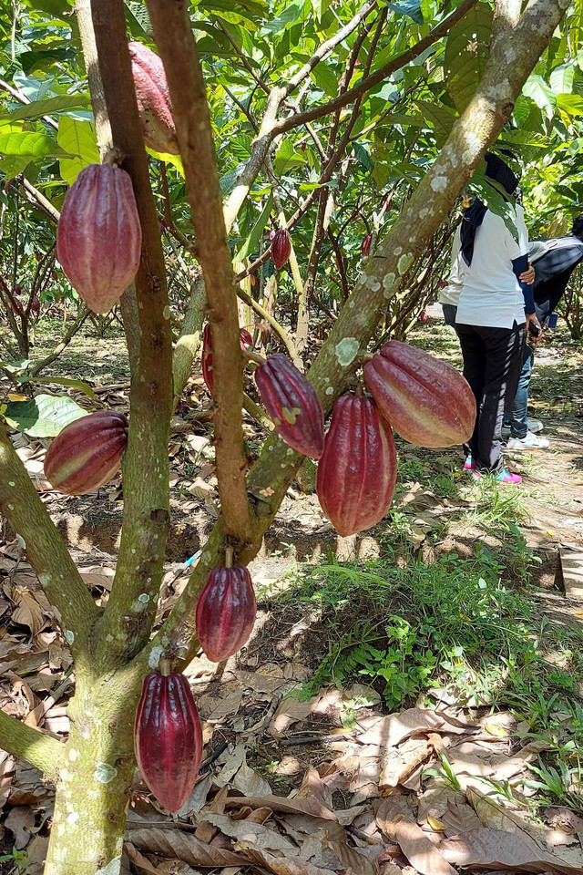 Kebun kakao di Kabupaten Pinrang, Sulawesi Selatan. Foto: Azalia Amadea/Kumparan