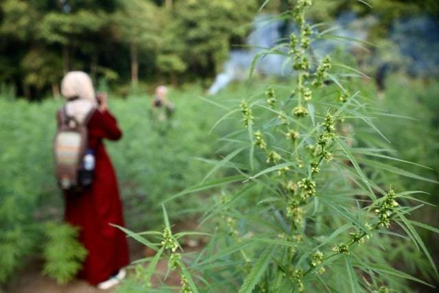 Jurnalis meliput operasi pemusnahan ladang ganja di kawasan hutan Montasik, Aceh Besar, Rabu (6/3/2019). Foto: Suparta/acehkini