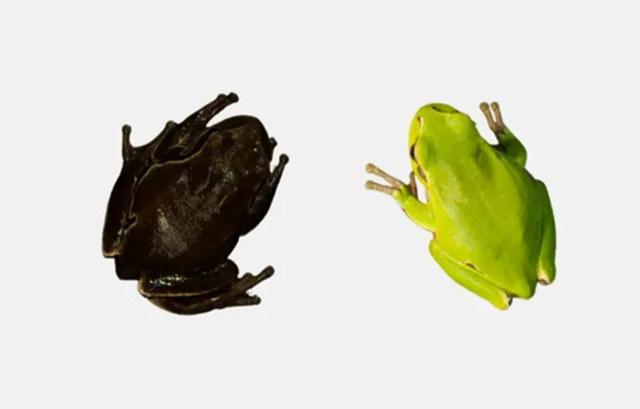 Gradien warna ekstrem Eastern Frog San Antonio (Hyla orientalis). Di sebelah kiri, spesimen yang ditangkap di Chernobyl di dalam zona kontaminasi tinggi; Di sebelah kanan, spesimen yang ditangkap di luar Exclusion Zone. Foto: German Orizaola/Pablo Burraco