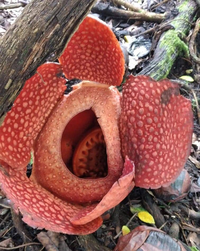 Bunga Rafflesia tumbuh dan mekar di pekarangan warga Palupuh, Sumatera Barat. Foto: Joni Hartono