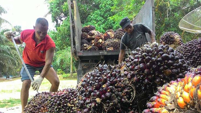 Ilustrasi petani sawit (SELASAR RIAU)