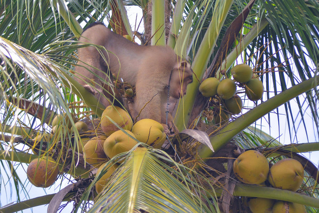 Seekor beruk (Macaca nemestrina) memetik buah kelapa saat dilatih pemiliknya di Pasar Talaok Baruak, Nagari Sintuak, Kabupaten Padangpariaman, Sumatera Barat, Senin (10/10/2022). Foto: Iggoy el Fitra/ANTARA FOTO