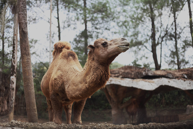 Syarat Masuk Taman Safari Bogor 2022, Foto Hanya Ilustrasi: Unsplash/Abby Lim