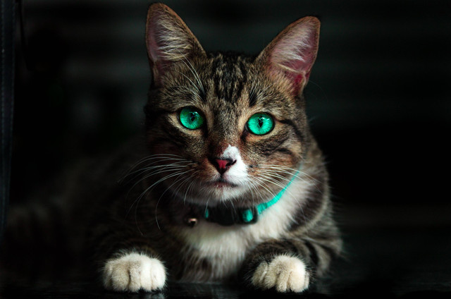 Ilustrasi virus kucing. Foto: Pexels