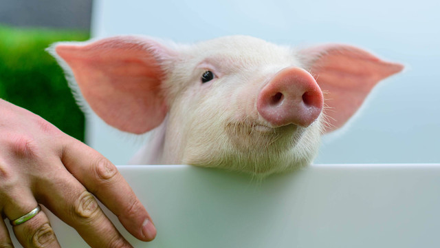 Ilustrasi babi. Foto: Ivan Protsiuk/Shutterstock