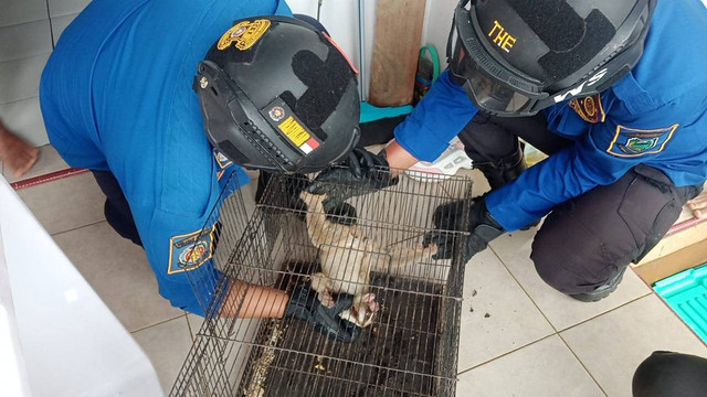 Petugas Damkar Kuningan, Jabar, saat evakuasi hewan jenis kukang hasil tangkapan warga. (Andri)