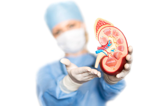 Ilustrasi Ginjal. Foto: Shutterstock