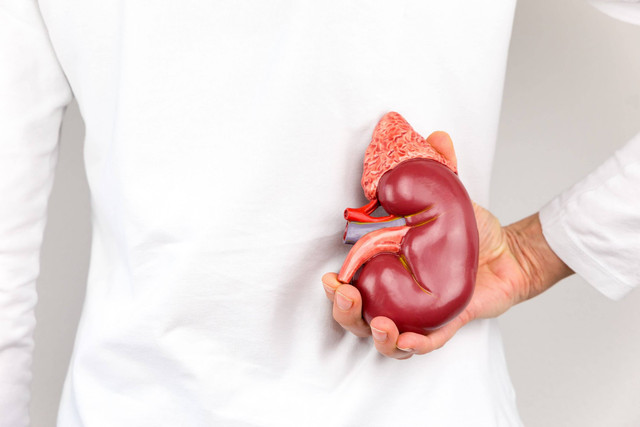 Ilustrasi Ginjal. Foto: Shutterstock