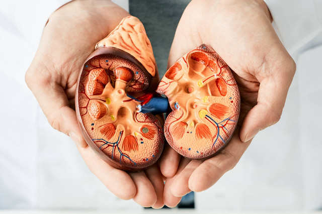 Ilustrasi Ginjal. Foto: Shutterstock