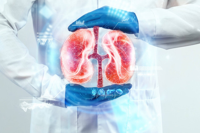 Ilustrasi Ginjal. Foto: Shutterstock