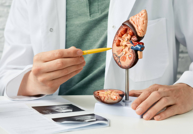 Ilustrasi Ginjal. Foto: Shutterstock