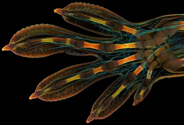 Tangan tokek Madagaskar yang bercahaya dengan warna neon memenangi kompetisi internasional yang mengungkapkan keindahan kehidupan di bawah mikroskop.