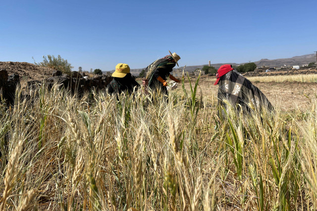 Petani memanen tanaman gandum. Foto: Khaled Abdullah/REUTERS