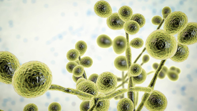 Ilustrasi patogen jamur. Foto: Kateryna Kon/Shutterstock