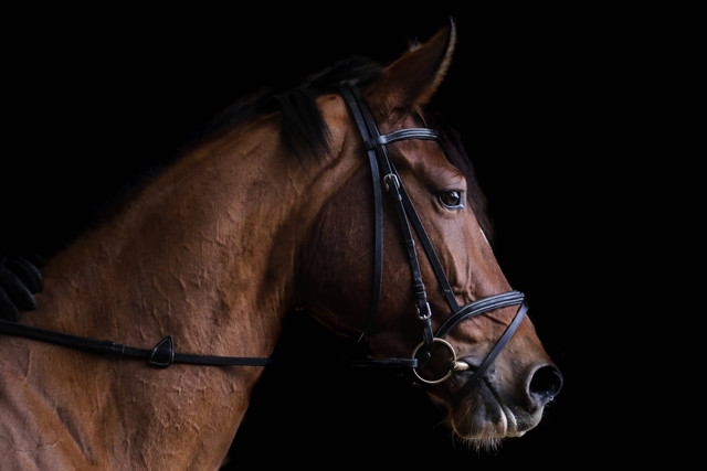 Kuda. Foto: Unsplash/Marylou Fortier