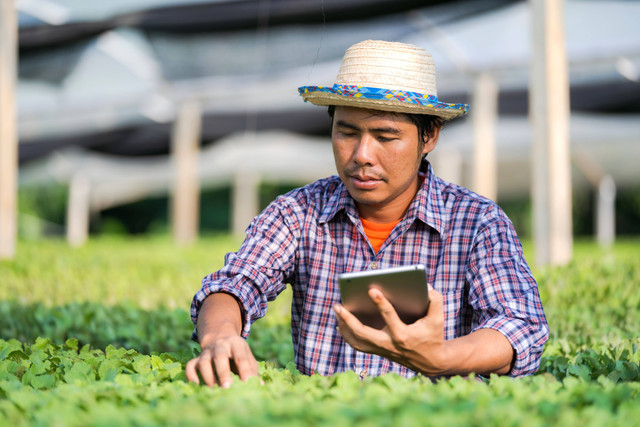 Ilustrasi pemanfaatan media sosial untuk pertanian, foto Sorapong Chaipanya (Pexels)