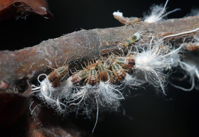 Ilustrasi beech blight aphids, kutu daun yang menari sebagai pertahanan. Foto: dok.shutterstock