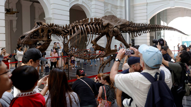 Orang-orang mengambil foto Shen the T. rex, kerangka dinosaurus Tyrannosaurus Rex seberat 1,4 ton yang ditawarkan untuk dilelang oleh Christie's, dipajang di Victoria Theatre & Concert Hall di Singapura, Jumat (28/10/2022). Foto: Edgar Su/REUTERS