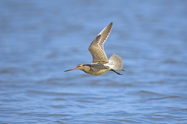  Ilustrasi burung godwits yang mampu terbang jauh tanpa henti. Foto: Shutterstock