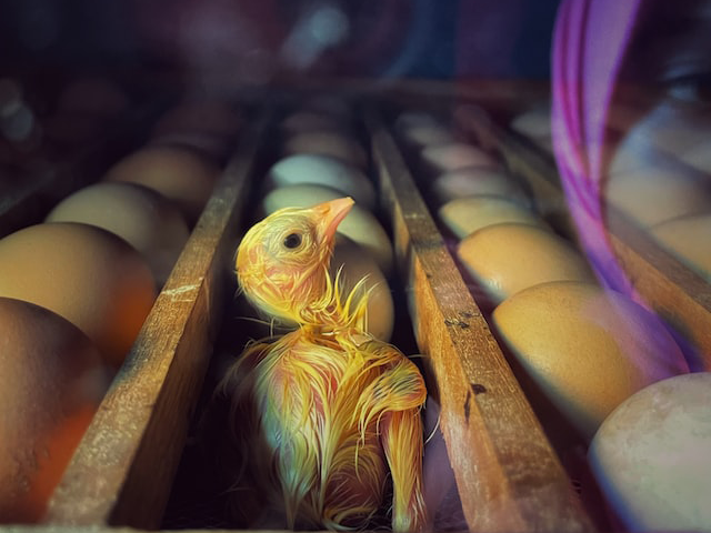 Ilustrasi contoh soal IPA kelas 6 semester 1. Sumber: www.unsplash.com.