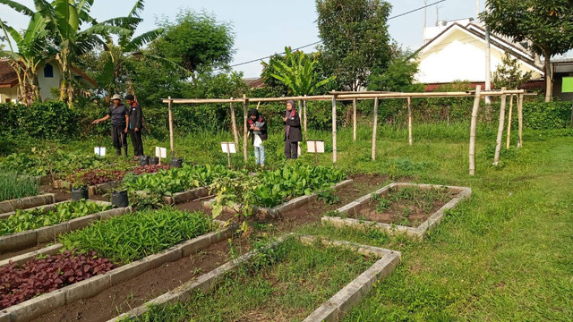 Potret Kebun sayur Organik GAPOKTAN di Dusun Dadaptulis. Foto: Pribadi