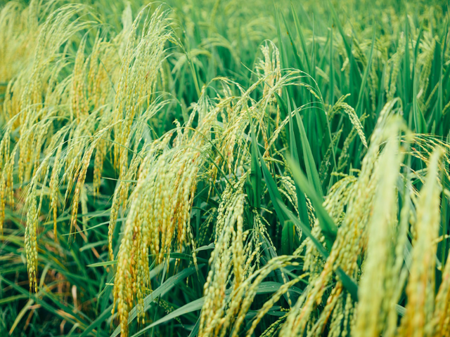 Ilustrasi bahan serealia yang banyak terdapat di Indonesia. Sumber: www.pexels.com.