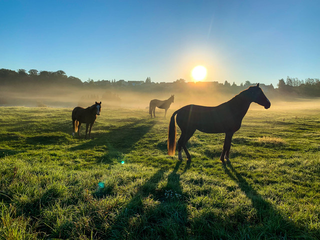 Ilustrasi kuda. Foto: Unsplash