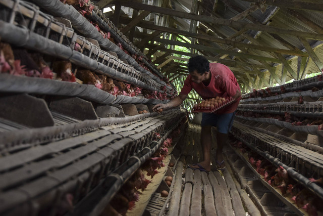 Pekerja memanen telur ayam di Desa Cipaku, Kabupaten Ciamis, Jawa Barat, Selasa (1/11/2022). Foto: Adeng Bustomi/Antara Foto