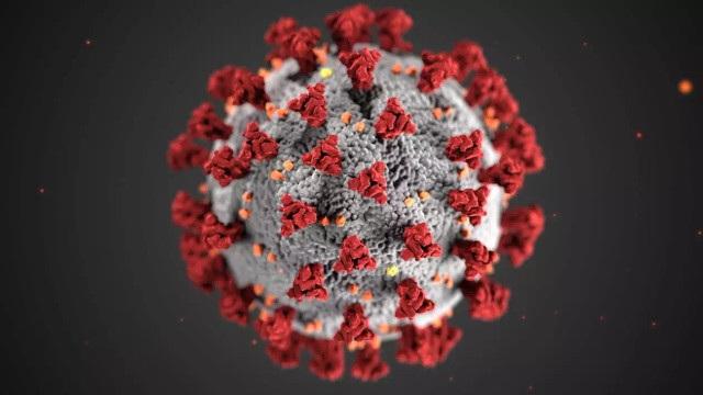 https://www.pexels.com/id-id/@cdc-library/ - perbedaan virus dan bakteri