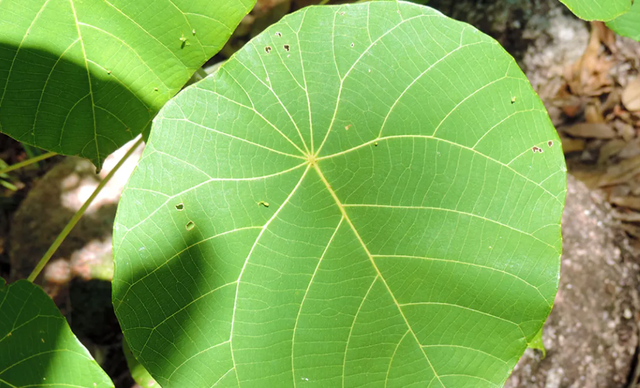 Wanita Ini Cerita Sakitnya Disengat Racun Tanaman Paling Mematikan di ...