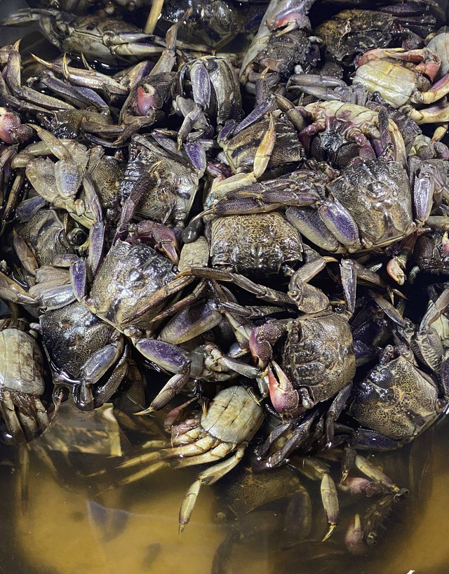 ilustrasi kepiting mentah yang difermentasi | Foto : kengkreingkrai (pixabay) | Sumber : https://pixabay.com/photos/crabs-pickled-crabs-food-preserved-7115798/